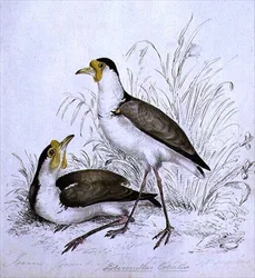 Bécasseau, 19e siècle